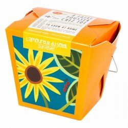 L'amoureux du soleil - Tournesol nain