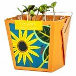 L'amoureux du soleil - Tournesol nain