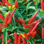 Bonne fête des Pères