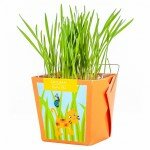 Cat Grass Junior