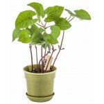 Ensemble de jardinage - Mes premières plantes